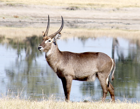 GEO_1375.1.Antelope1